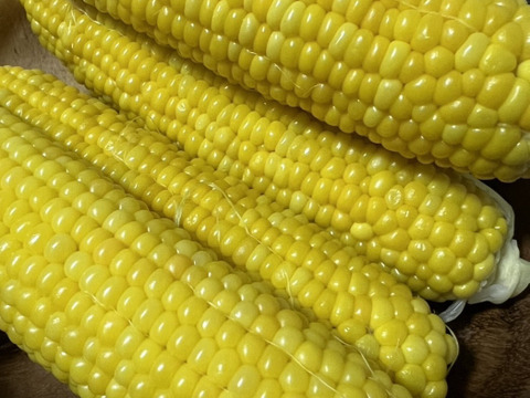 【完売】🌽とうもろこし「おおもの」糖度20度超え！約3kg訳あり・数量限定🌽