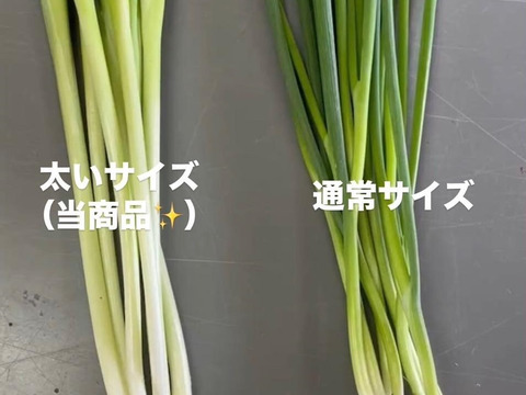 太く育てた！「小ねぎ 3kg」うどん屋さんなど…必見！