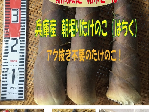 兵庫産たけのこ（はちく）2.6ｋｇ【最短発送】