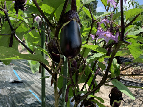 みずみずしさ抜群！薄皮で甘み多め！伝統野菜下田ナス1kg