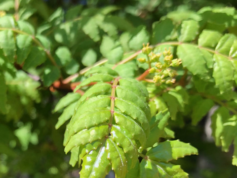 自然農栽培 山椒の実100グラム　山椒の葉もお入れしてお届けいたします採れたてをすぐ冷凍して、冷凍便でお送りいたします。