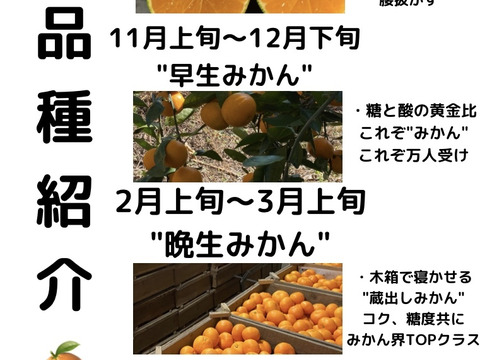 【甘くなさそうで甘い】"ツンデレみかん" 小玉3kg