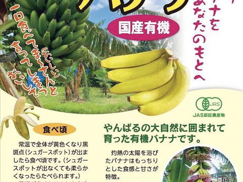 ［沖縄やんばる産］ま〜さんバナナ　安心安全JAS認定(1kg)