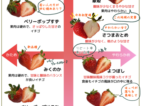 【4品種食べ比べ】園長おまかせ！ジュワっ～とおいしい「甘熟のんほいイチゴ」（1箱4パック入り1000g）【いちご食べ比べ】