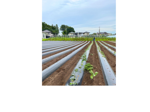 【完熟芋 残りわずか】６ヶ月熟成しました
　糖度18度以上　紅はるか（5kg）