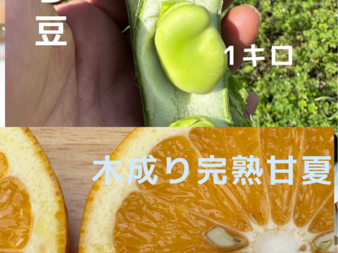 【農薬化学肥料不使用】そら豆1キロと甘夏2キロのせっと