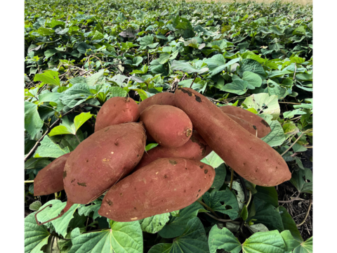 【残りわずか】６ヶ月熟成した完熟芋
 　糖度18度以上　紅はるか（土なし）