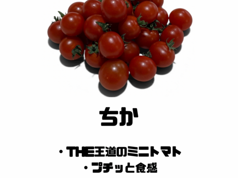 【マタニティフード認定】【毎日】食べたい安心の味。　「ちかちゃん」　ミニトマト　土耕栽培　八百結び農法