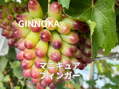 【お任せ家庭用ハウスぶどう詰め合わせ】約2.8kg(約5〜11房)  全10品種から2品種以上セット！