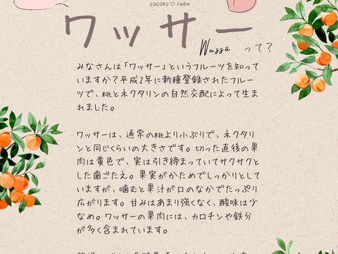 ❤︎ CocoRo♡farm 新鮮なワッサー 18個入り（約4.5〜5.5㎏） ❤︎ ワッサー 18個入り：長野県産の赤宝｜食べチョク｜産地直送(産直