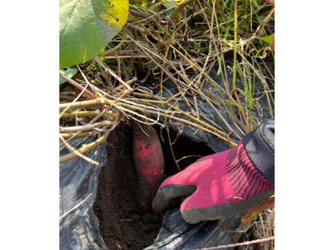 【完熟芋 残りわずか】６ヶ月熟成しました
　糖度18度以上　紅はるか（5kg）