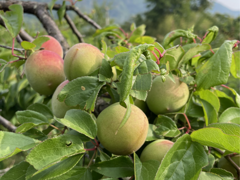 訳あり南高梅(完熟梅用)　 L 〜3Lサイズ混合(箱込約5kg)