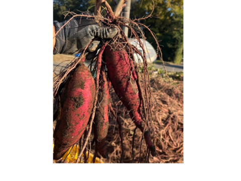 冷凍焼き芋【今だけお得!!!】農薬不使用　紅はるか　完熟芋を使用した冷凍焼き芋　約1.5kg♪