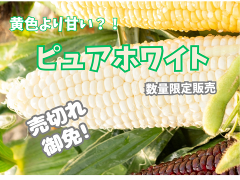 白いとうもろこしピュアホワイト 2Lサイズ10本入