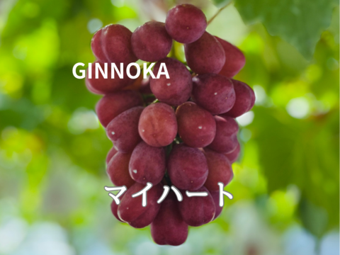 【お任せ家庭用ハウスぶどう詰め合わせ】約2.8kg(約5〜11房)  全10品種から2品種以上セット！