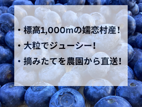 期間限定！【農薬不使用】大粒品種！生ブルーベリー　500g