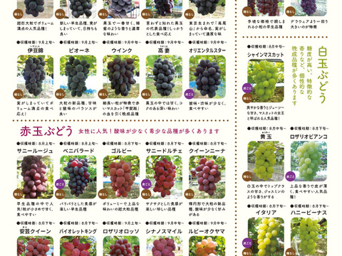 【福袋2025】9月上旬～収穫出来次第の発送★大粒ぶどう食べ比べ！！おまかせで5～8品種入り