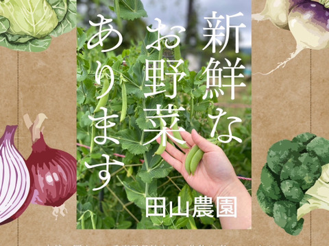 スナップエンドウ、キヌサヤ100g詰め合わせ