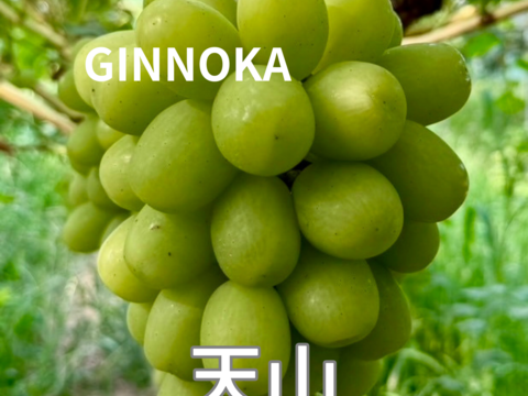 【幻のレアぶどうセット！】天山・マイハート　各1房　1㎏前後【超数量限定】