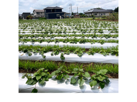 〇 ６ヶ月間熟成しました 〇【限定特別価格】
 完熟芋🍠農薬不使用　紅はるか（5kg）