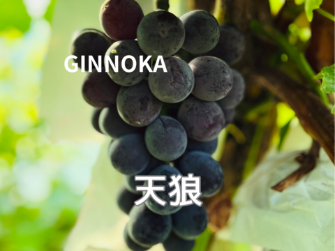 【お任せ家庭用ハウスぶどう詰め合わせ】約2.8kg(約5〜11房)  全10品種から2品種以上セット！