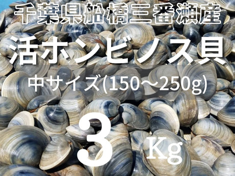 江戸前！天然ホンビノス貝（中サイズ３Kg）船橋三番瀬産