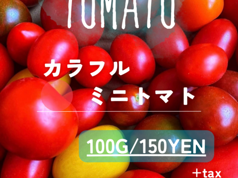 【甘味凝縮！！】北海道産完熟朝採りカラフルスイートミニトマト 1kg