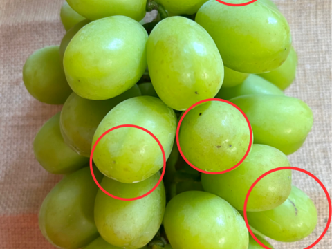 【お得】家庭用シャインマスカット！
約1〜3房　約８５０g前後！