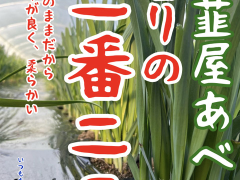 香りの2番ニラ（刻みの2番）🌸 韮屋あべ　10束1kg