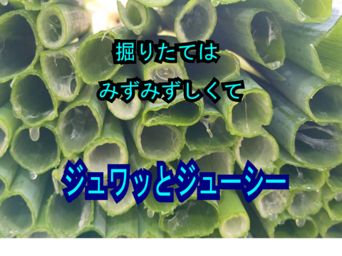 いわたの恵をあなたへ　とれたてを味わえる‼『泥（ど）うまい葱』(３kg)