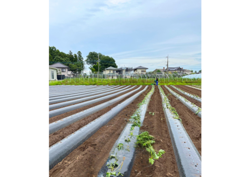 【嬉しいセットA】茨城県産
・完熟紅はるか　2kg
・とろける干し芋『蜜千姫』（100gx2p）
