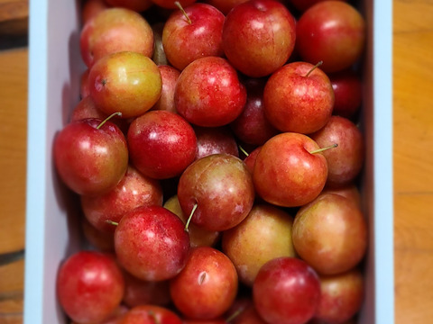 濃厚食感！メスレースモモ【サクランボサイズ】約1500g