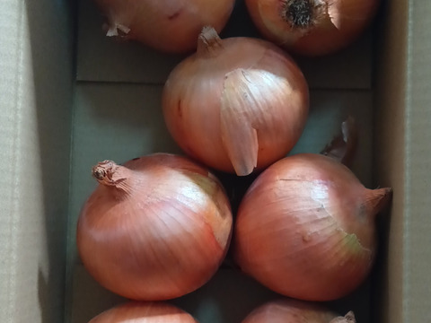 玉ねぎ2kg🅱️🧅淡路島極熟玉葱　シャーロットオニオン　玉ねぎ大国淡路島からのたまねぎ