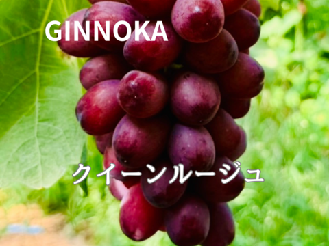 【お任せ家庭用ハウスぶどう詰め合わせ】約2.8kg(約5〜11房)  全10品種から2品種以上セット！