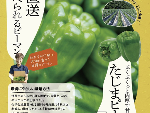 【予約】【１人１回だけの特別価格】たじまピーマンとじゃがいも(きたあかり)セット！　キタアカリ　【食べ比べ】