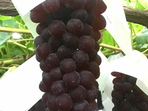 山形産 デラウェア1キロ（7房前後）樹上完熟新鮮朝採り当日発送！生産量日本一のおきたま高畠産