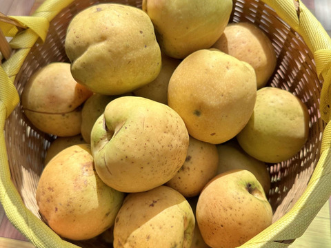 【食物繊維が豊富な木瓜(ボケ)の実シロップ200ｍｌ】市場では滅多に見かけない希少な木瓜の木から作られたシロップ！