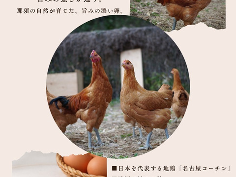那須ブランド平飼い卵(名古屋コーチン)-紅乃雫-〈日和・家庭用〉15個(割れ保証込20個)