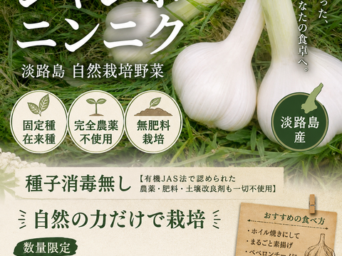 自然栽培ジャンボニンニク固定種 在来種　完全農薬不使用　無肥料栽培種子消毒無し【有機JAS法で認められた農薬・肥料・土壌改良剤も一切不使用自然の力だけで栽培　数量限定予約販売開始ご予約順次発送1キロ