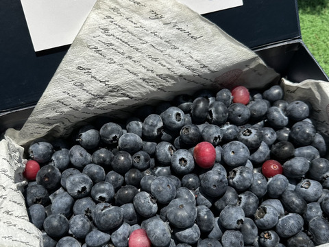 【極上】完熟 生ブルーベリー！ 甘くてジューシーな 1kg