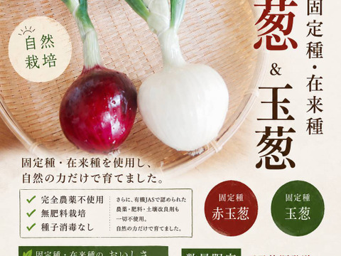 淡路島新玉葱自然栽培赤、白混合、5キロ【固定種 在来種　完全農薬不使用　無肥料栽培　種子消毒無し【有機JAS法で認められた農薬・肥料・土壌改良剤も一切不使用】自然の力だけで栽培　数量限定予約販売開始