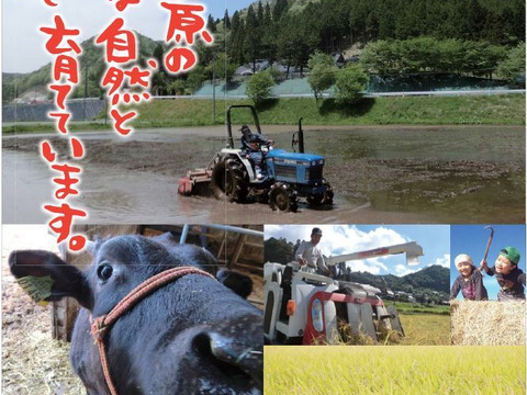 ミルキークイーン 精米12㎏(2㎏×6) 令和5年 広島県神石高原町産 もちもち食感がたまりません！