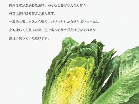 有機肥料で納豆菌栽培　加熱もＯＫの便利なロメインレタス4～5個入り
（沖縄・離島地区以外）