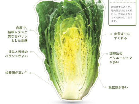 有機肥料で納豆菌栽培　加熱もＯＫの便利なロメインレタス4～5個入り
（沖縄・離島地区以外）