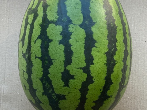 大玉スイカ【紅まくら】5.5kg以上