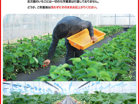 【ギフト可】完熟いちご化粧箱入り2箱【計24粒～33粒】