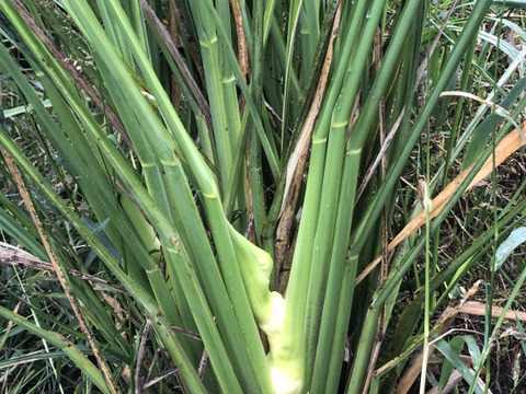 まこも塩（20g）- 山形県酒田市八幡地域 大沢地区 豪雨災害の被災農地で生き残ったマコモタケの株から生まれた塩