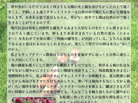 【予約】🎍新春縁起🎌大寒卵・チキントラクター自然卵・12個（６個×２パック）