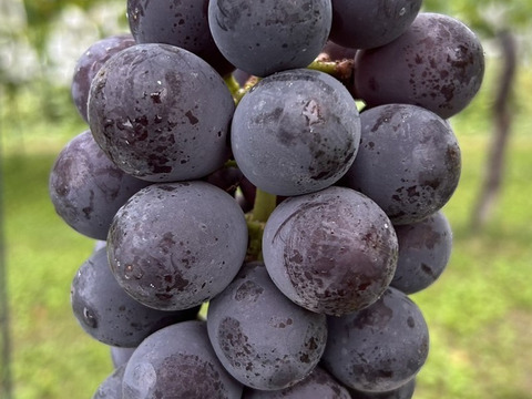 まるせい果樹園の種無し巨峰　1ｋ　2～4房　贈答用　自家用　家庭用