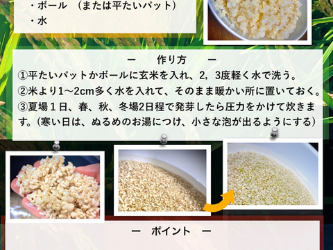 農薬・除草剤・化学肥料不使用 福岡県産「夢つくし」令和8年産 玄米